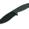 Balaenoptera Grey